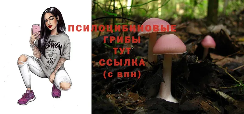 Галлюциногенные грибы Cubensis  Мосальск 